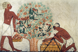 埃及人采摘无花果
